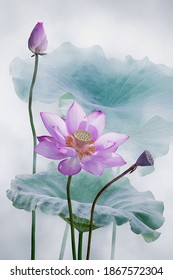 Beautiful pink lotus flower in fog
