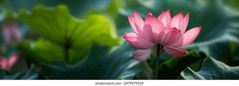 A beautiful pink lotus flower in full bloom, surrounded by lush green leaves, bathed in natural sunlight. - Powered by Shutterstock