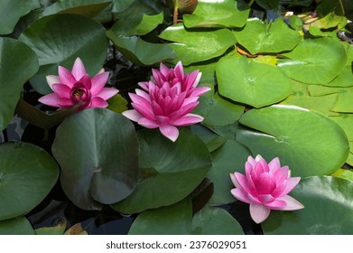 Beautiful pink lotus flower with a green leaf in the pond. A pink lotus water lily blooming on the water, magical spring,summer dreamy background.