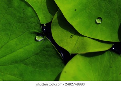 Beautiful pink lotus flower with a green leaf in the pond. closeup of a beautiful water liliy plant underwater in a pond on a rainy summer day, - Powered by Shutterstock