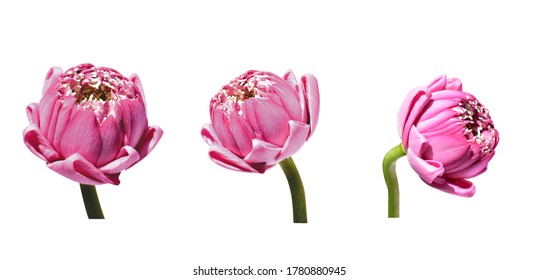 Beautiful pink lotus flower isolated, no shadow, white background, side view, Buddha lotus, peace and meditation, pink lotus flower isolated in pastel pink background, Chinese Mid Autumn Festival