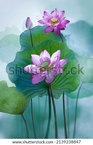 Beautiful pink lotus flower in the lake
