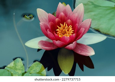 Beautiful pink lotus flower in the pond - Powered by Shutterstock