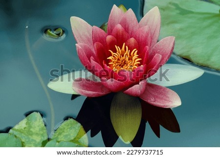 Beautiful pink lotus flower in the pond