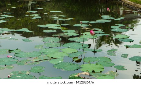 beautiful pink lotus flower or waterlily in pond