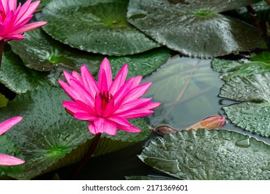 Beautiful Pink Lotus flower or Waterlily in pond in the Morning - Shutterstock ID 2171369601