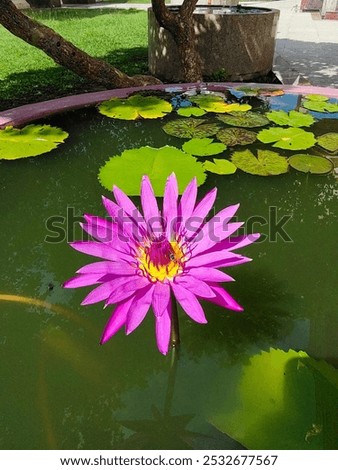 Beautiful pink lotus flowers bloom in the pond.