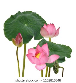 Banner Border Pink Indian Lotus Water Stock Illustration 726775054