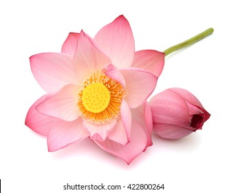 beautiful pink Lotus flowers isolated on white background