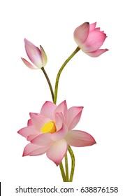 119,019 Lotus isolated Stock Photos, Images & Photography | Shutterstock