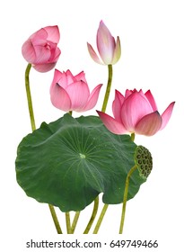 Pink Lotus Border Watercolor Botanical Illustration Stock Illustration 