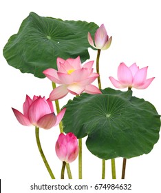 Pink Lotus Border Watercolor Botanical Illustration Stock Illustration ...