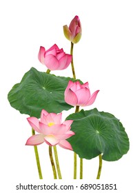 Banner Border Pink Indian Lotus Water Stock Illustration 726775054