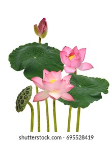 Pink Lotus Border Watercolor Botanical Illustration Stock Illustration ...