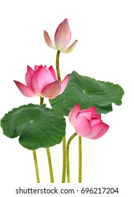 Pink Lotus Border Watercolor Botanical Illustration Stock Illustration ...