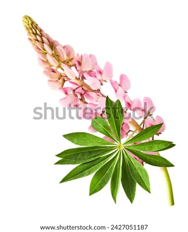 Beautiful pink Lupine flowers falling in the air isolated on white background. Creative zero gravity or levitation concept