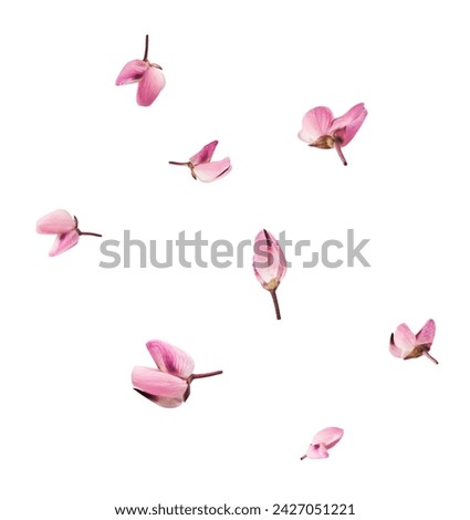 Beautiful pink Lupine flowers falling in the air isolated on white background. Creative zero gravity or levitation concept