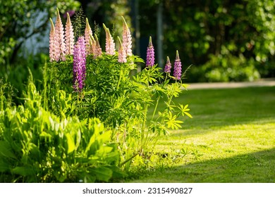 Beautiful pink lupins blossoming on flower bed on summer day. Bunch of lupines summer flower background.