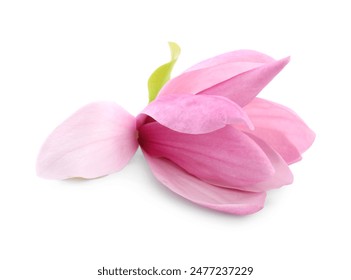Beautiful pink magnolia flower isolated on white - Powered by Shutterstock