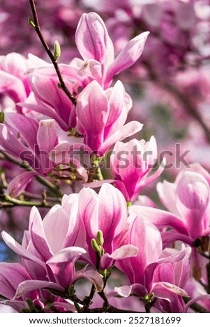 Similar – Image, Stock Photo pink magnolia blossoms | the magnolia as a medicinal plant | more than just beautiful.