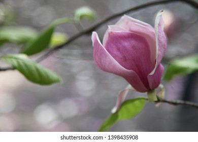 Beautiful pink magnolia flowers. Magnolia flower background. Blooming magnolia tree in the spring