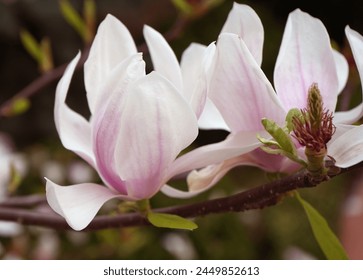 Beautiful pink magnolia flowers on tree. Magnolia blooms in spring garden Blooming magnolia, tulip tree. Magnolia Sulanjana close-up spring background Close-up of beautiful flower First spring flowers - Powered by Shutterstock