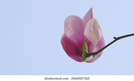 Beautiful Pink Magnolia Flowers On Branches With New Leaves. Saturated Goblet-Shaped Flowers. Close up. - Powered by Shutterstock