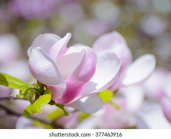 Beautiful Pink Magnolia Flowers. Spring Floral Background