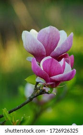 Beautiful pink magnolia. Indirect magnolia.  Soulange magnolia