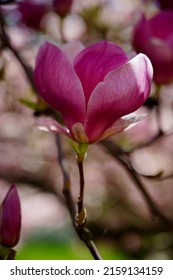 Beautiful pink magnolia. Indirect magnolia.  Soulange magnolia