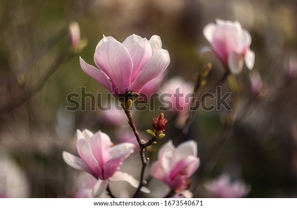 Beautiful pink\
Magnolia soulangeana flowers on a tree. In the spring garden,\
Magnolia blooms. Blooming Magnolia, Tulip Tree. Magnolia\
soulangeana close-up, spring\
background.