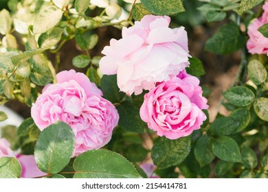 Beautiful Pink Mary Rose Flowers In Summer In The Garden