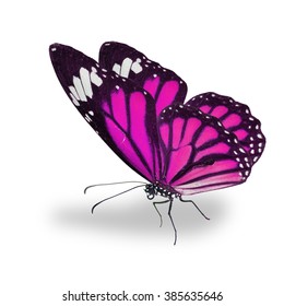 Beautiful Pink Monarch Butterfly Isolated On Stock Photo 385635646 ...