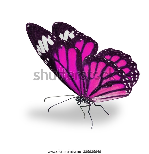 Beautiful Pink Monarch Butterfly Isolated On Stock Photo (Edit Now ...