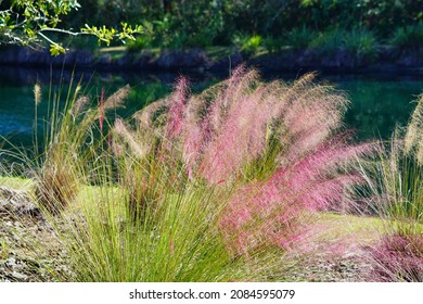 Beautiful pink Muhlenbergia capillaris  grass 