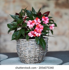 beautiful pink New Guinea impatiens flowers (impatiens hawkeri) in pot.
