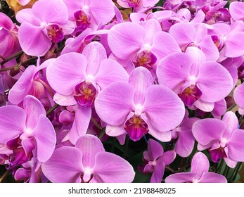 Beautiful pink orchid flower  with green leaves in garden background - Shutterstock ID 2198848025