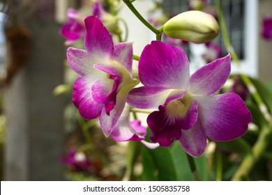 Beautiful pink orchid flowers closeup. dendrobium orchid. pink and white orchid isolated on green background. Orchid flower in garden.Dendrobium, macro orchids. blue dendrobium close up