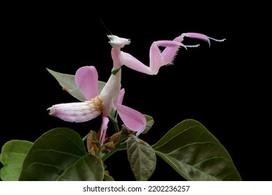 Beautiful Pink Orchid mantis on flower with isolated background, Pink Orchid mantis closeup 