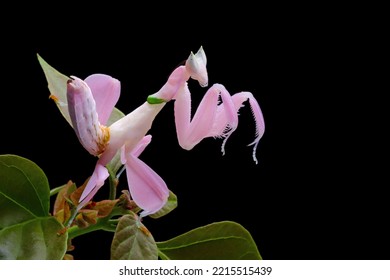 Hermosa mantis de orquídeas rosadas en flor con fondo aislado, mantis de orquídeas rosadas cerradas 