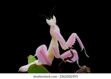 Beautiful Pink Orchid mantis on flower with isolated background, Pink Orchid mantis closeup 