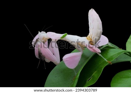 Beautiful Pink Orchid mantis on flower with isolated background, Pink Orchid mantis closeup 