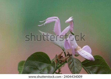 Beautiful Pink Orchid mantis on flower with isolated background, Pink Orchid mantis closeup 