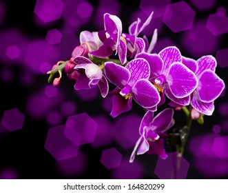 Beautiful pink orchid on dark background - Shutterstock ID 164820299