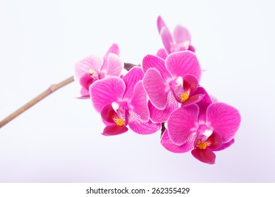 beautiful pink orchid on white background - Shutterstock ID 262355429
