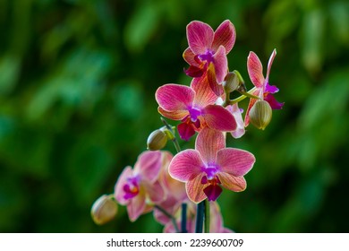 Beautiful pink orchid  -  phalaenopsis in the garden - Powered by Shutterstock