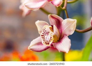 Beautiful pink orchids close up