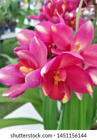 Beautiful pink orchids flowers and leave background