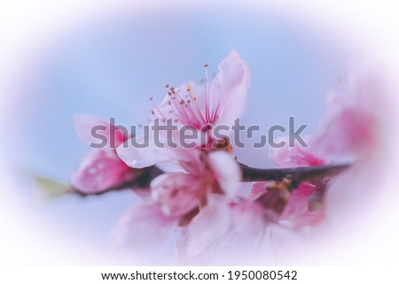 Similar – Japanese Spring Blossom