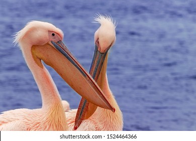 Beautiful pink pelican birds. Natural wildlife shot in Namibia. Pelicans with ocean sea background. Wild animal in nature. Close up of nature